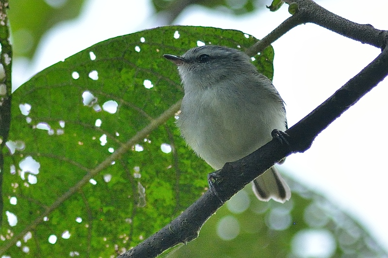 Witbrauwvireo